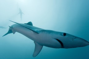 开云-“中国女足在世预赛中迎来关键战役，争夺出线希望”，中国女足世预赛战绩