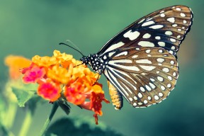 开云官方网页登录-新星崭露头角，助力中国青年篮球队夺冠，中国青年篮球锦标赛