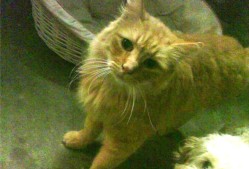 开云备用-_湖人再创佳绩，连胜纪录继续延续_，湖人获胜