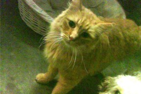 开云备用-_湖人再创佳绩，连胜纪录继续延续_，湖人获胜